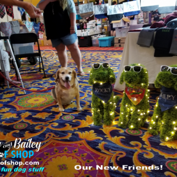 20190802_181352_800x600_800x600