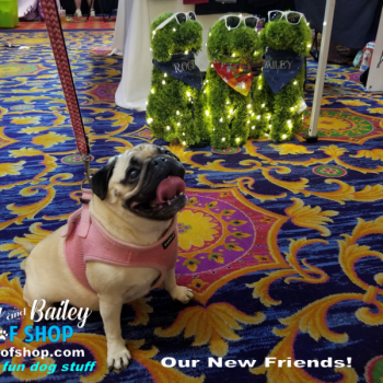 20190803_125856_800x600_800x600