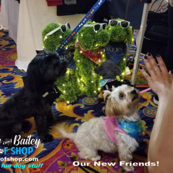 20190803_140027_800x600_800x600