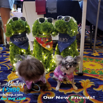 20190803_143413_800x600_800x600